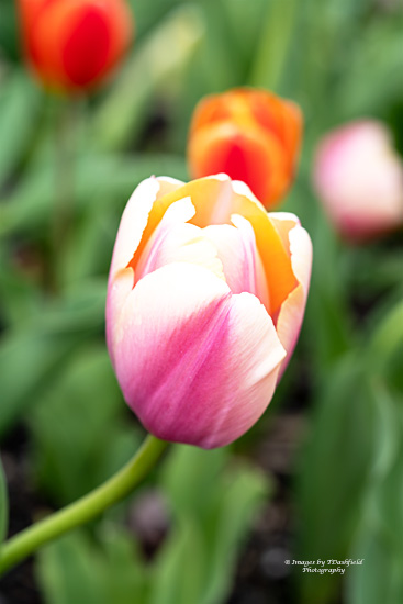 tulips, pink, yellow, white, macro photography